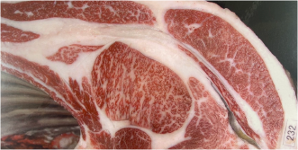 画像:最優秀賞(チャンピオン)受賞牛 THE KOBE BEEF FESTA 2022