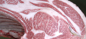 画像:最優秀賞(チャンピオン)受賞牛 JA全農兵庫たじま牛の日研究会