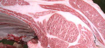 画像:最優秀賞(チャンピオン)受賞牛 令和6年度 たじま牛研究会