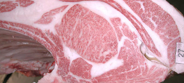 画像:最優秀賞(チャンピオン)受賞牛 2025 神戸ミートフェア神戸市牛枝肉共励会