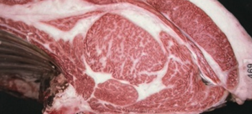 画像:グランドチャンピオン 令和7年度 全畜連神戸ビーフグランドチャンピオン共励会