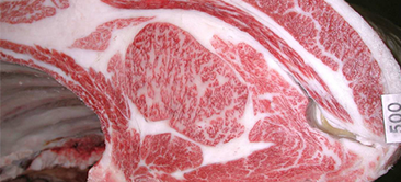 画像:最優秀賞(チャンピオン)受賞牛 JA全農兵庫たじま牛の日研究会