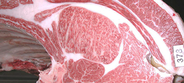 画像:最優秀賞(チャンピオン)受賞牛 令和7年度 たじま市場管内枝肉共励会