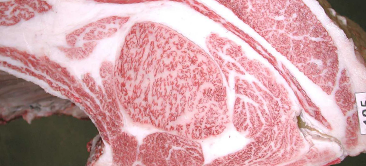 画像:最優秀賞(チャンピオン)受賞牛 第101回 神戸市枝肉共励会